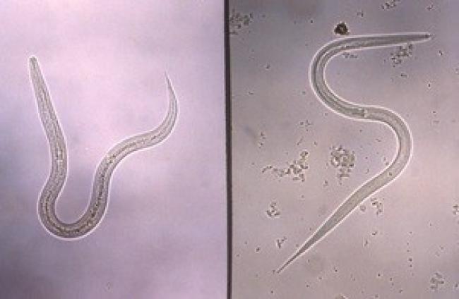 Gastrointestinal parasitic infections in immigrant and refugee children