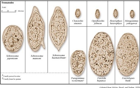Figure 5. Trematode eggs found in stool specimens of man
